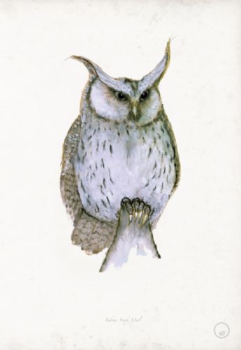 Indian Scops Owl - artist signed print